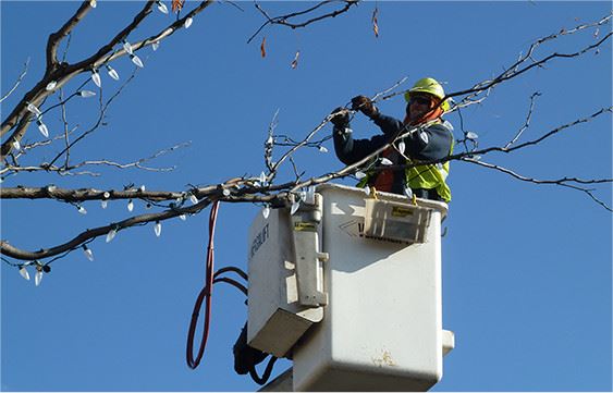 City worker in cherry picker hangin lights on tree branches
