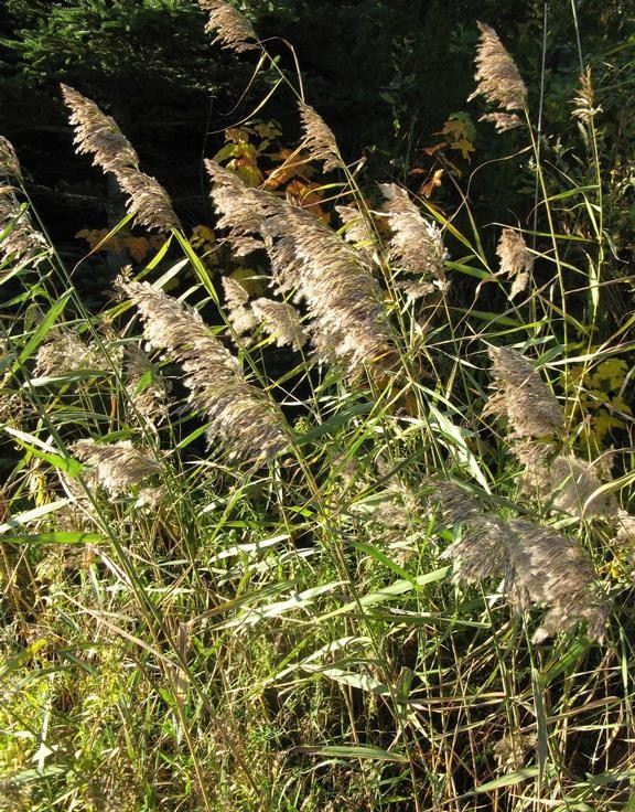 Photo of Invasive Phragmites