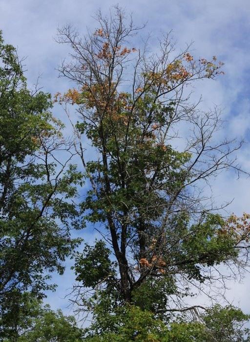 Photo pf tree impacted byTwo Lined-Chestnut Borer