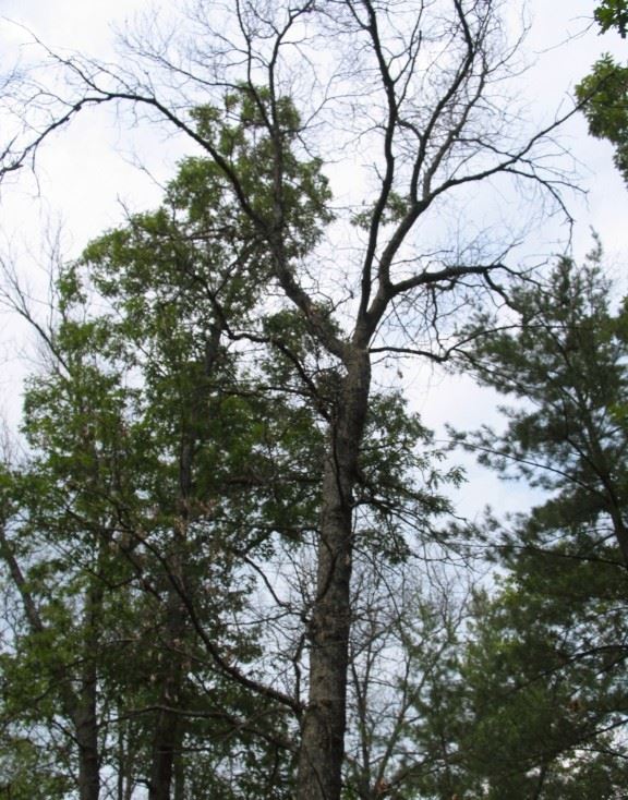 Photo of tree effected by oak wilt